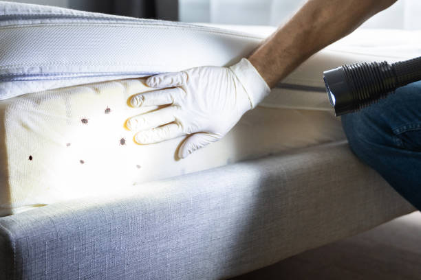 Best Flea Control Services  in Brooklyn Park, MN