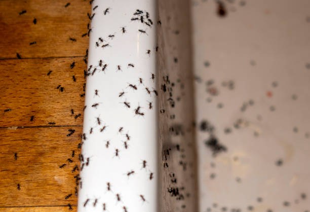 Reliable Brooklyn Park, MN Pest Control Solutions
