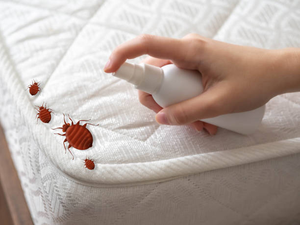 Best Wasp Removal Services  in Brooklyn Park, MN